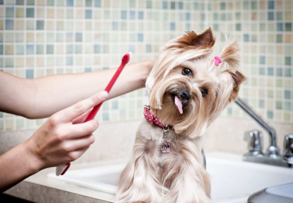 productos dentales para perros