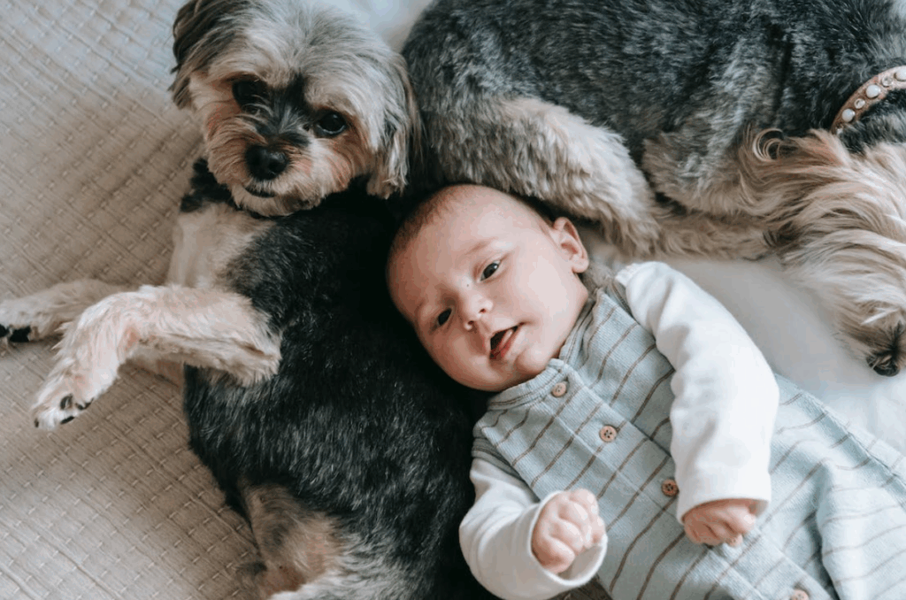 presentar un bebé a un perro