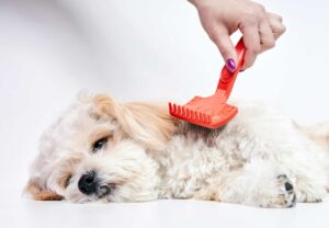 cuidados maltipoo