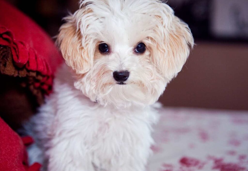 dónde comprar maltipoo