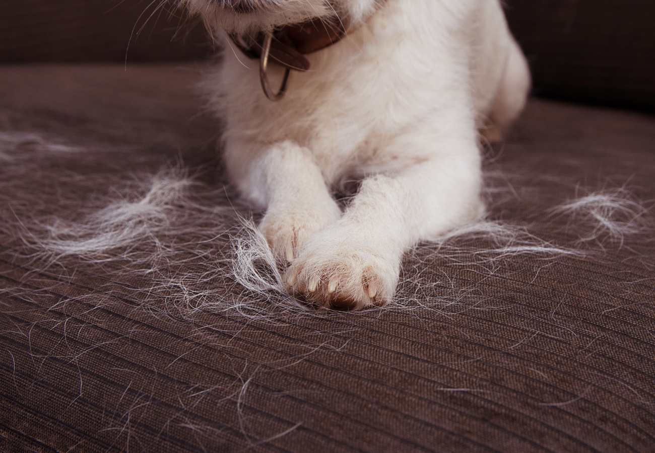 los perros pierden pelo en primavera