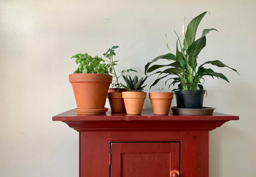 plantas tóxicas para perros