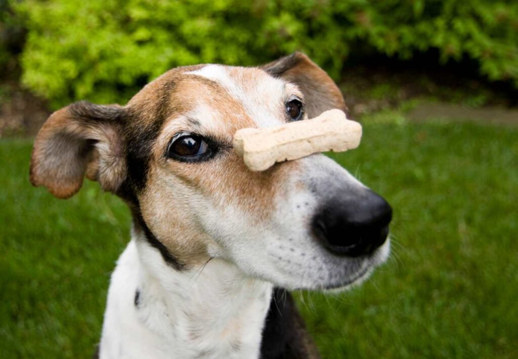 premios para perros