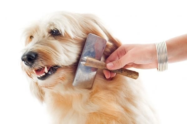 mejor cepillos para perros