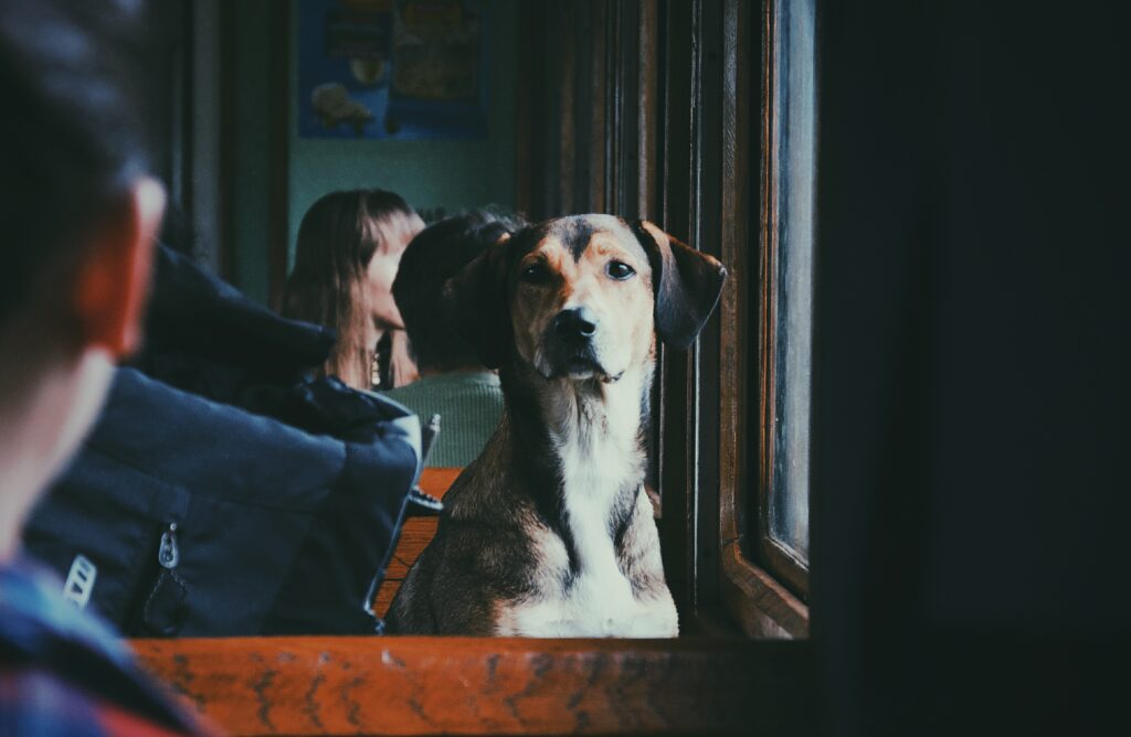 viajar en tren con mi perro