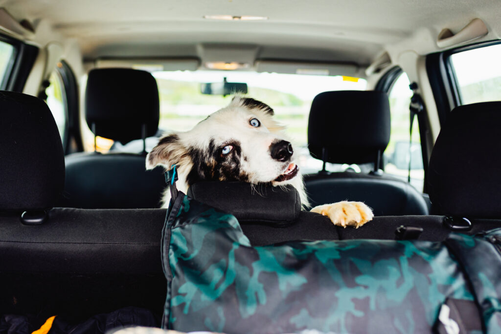 viaje con perros