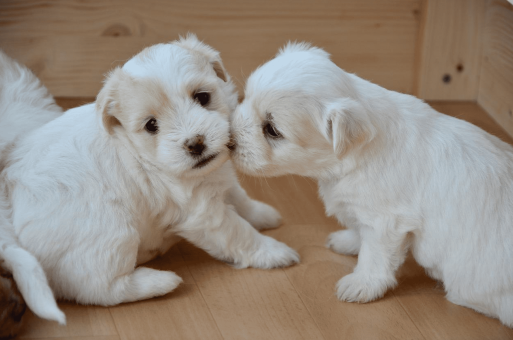 comprar um cão online