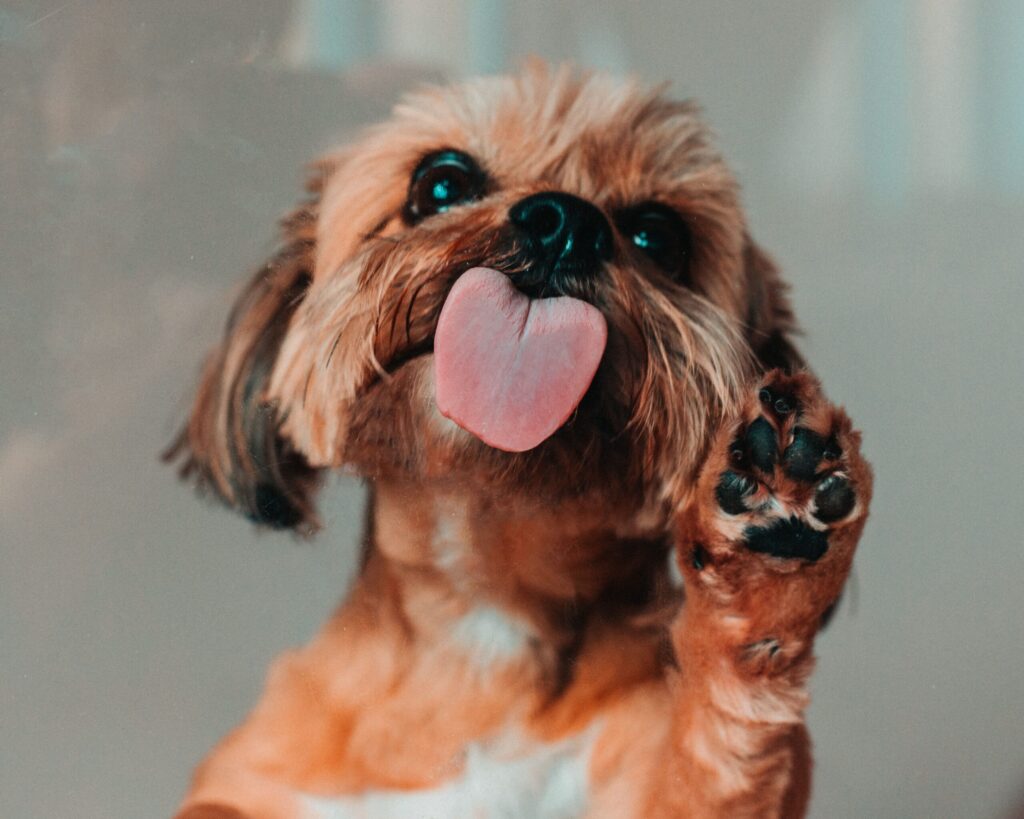 nombres para perros pequeños