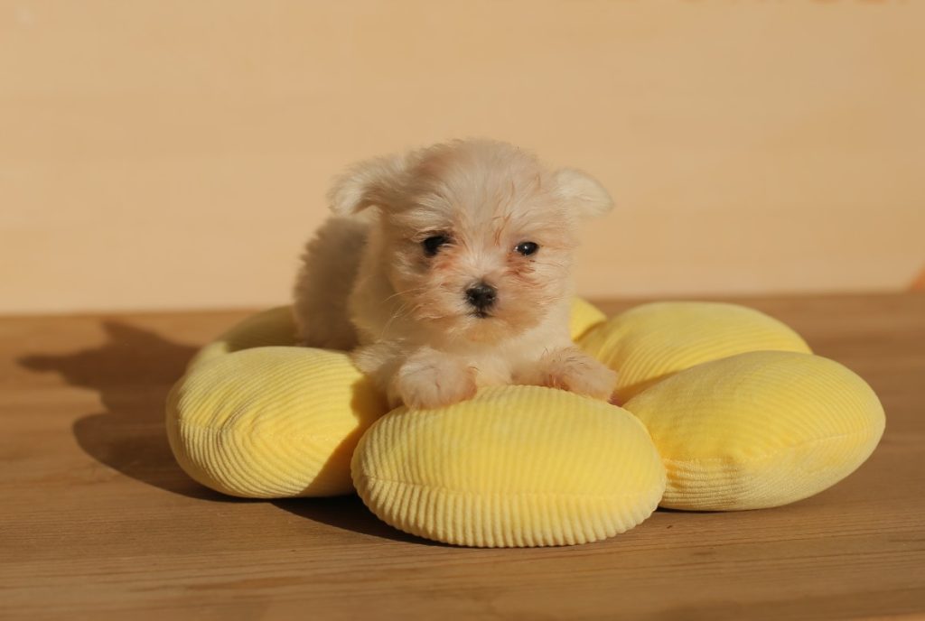 bichón maltés