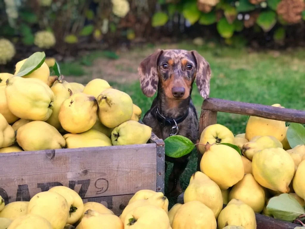 frutas y verduras que puede comer un perro
