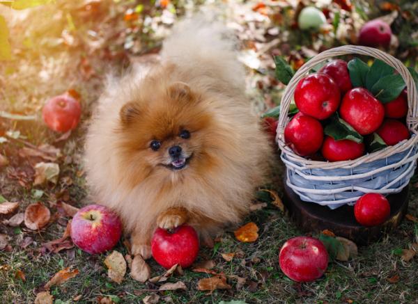frutas y verduras que puede comer tu perro
