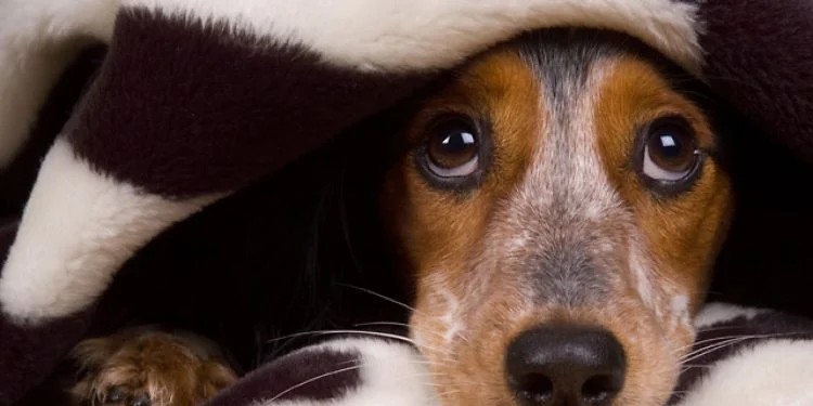 verrugas em cães