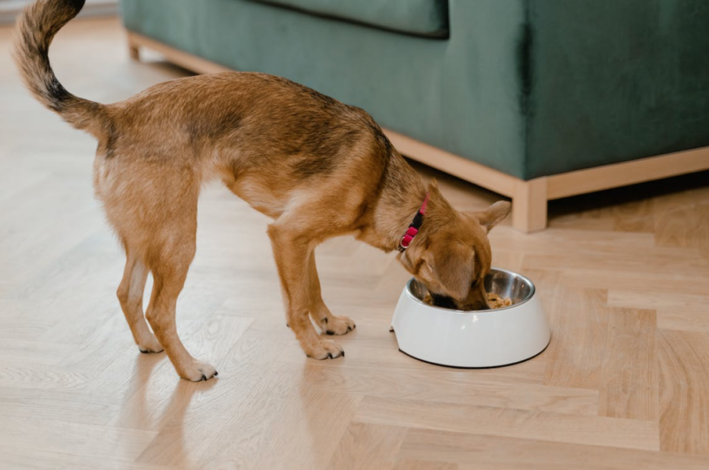 frutas y verduras para perros