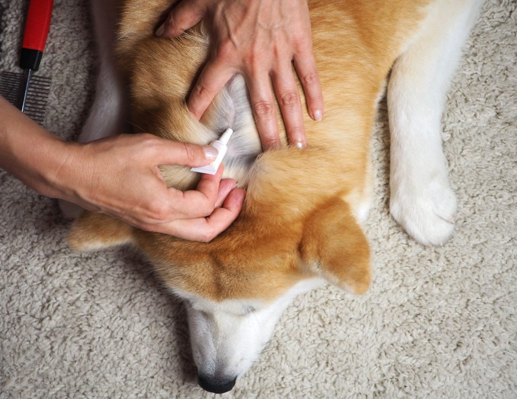 Las mejores pipetas para perros