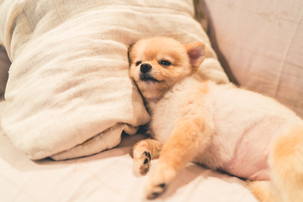 Omeprazol para perros