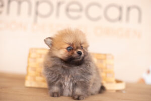 cómo saber si mi perro es un pomerania