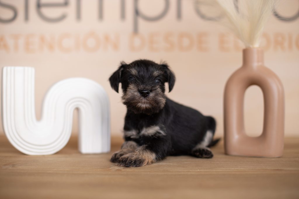 como saber si mi perro es un schnauzer