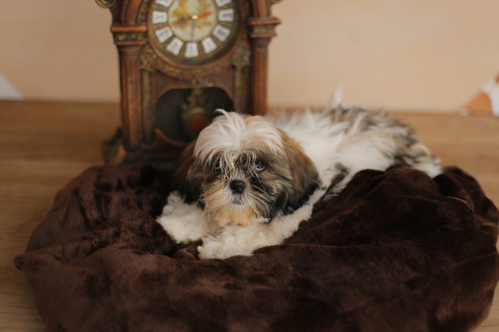 cómo saber si mi perro es un shih tzu
