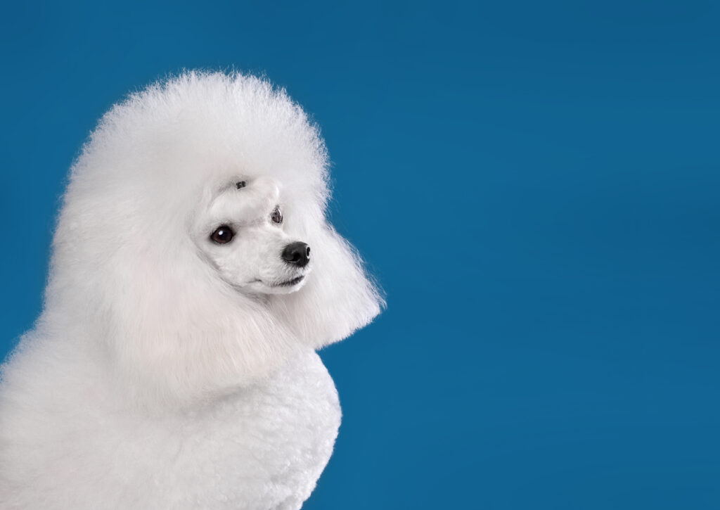 cortes de pelo en caniches