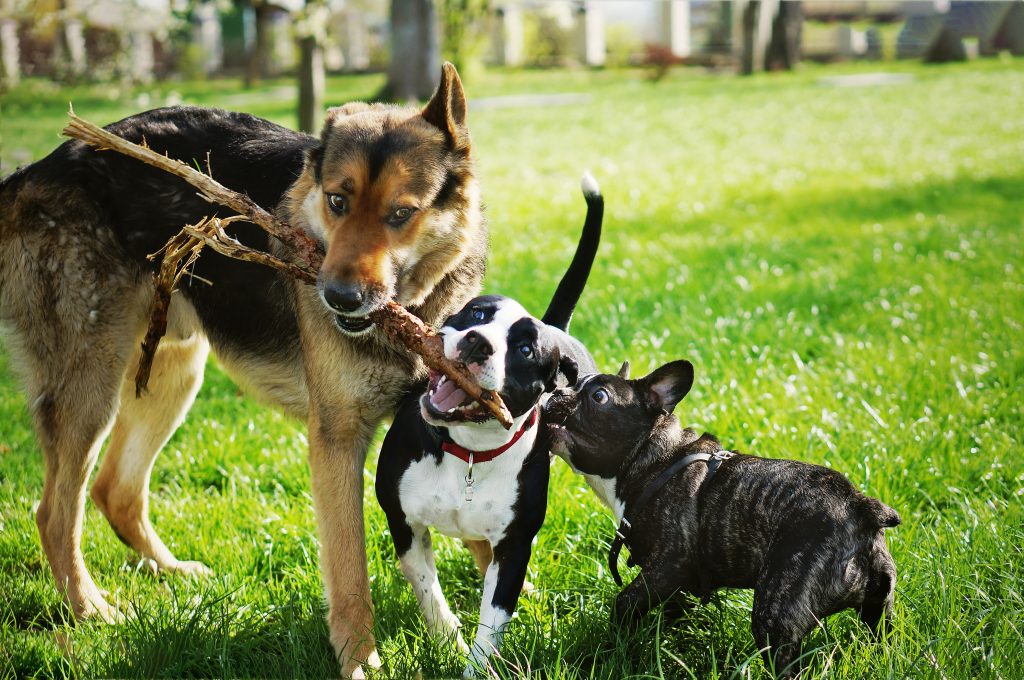 el perro más fuerte del mundo