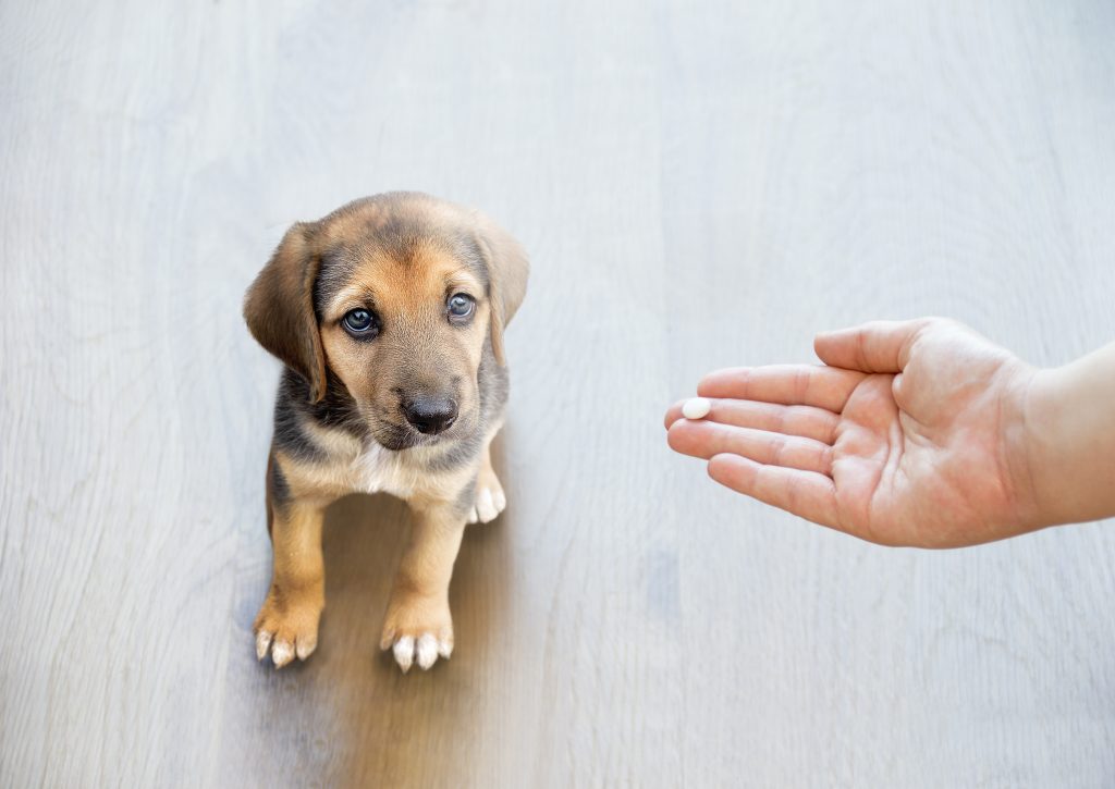 omeprazol para perros