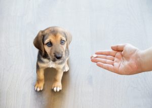 omeprazol para perros