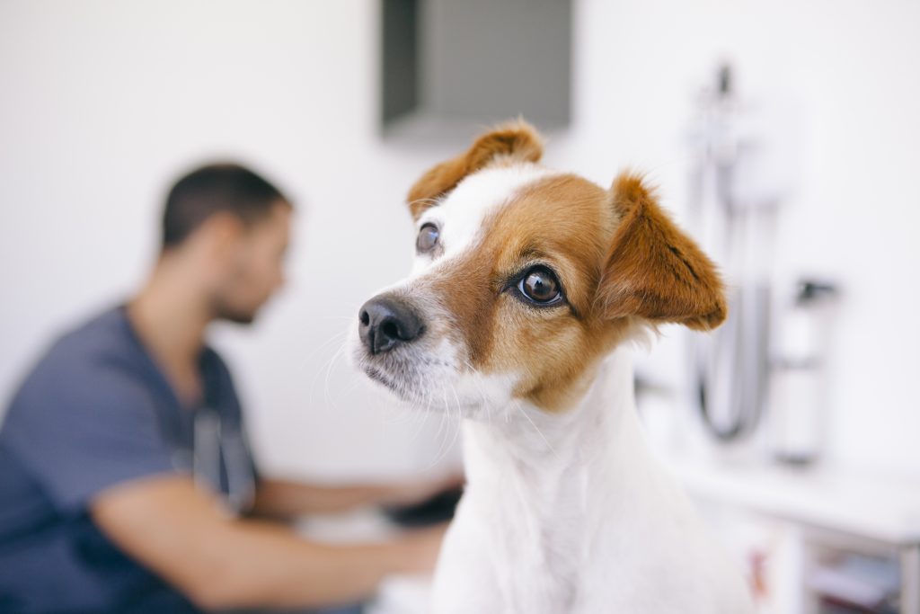 omeprazol para perros