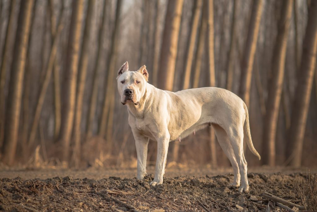 perro fuerte dogo argentino