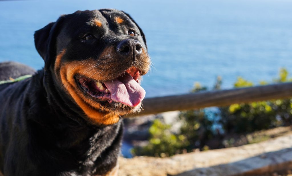 perro con la mordida más fuerte