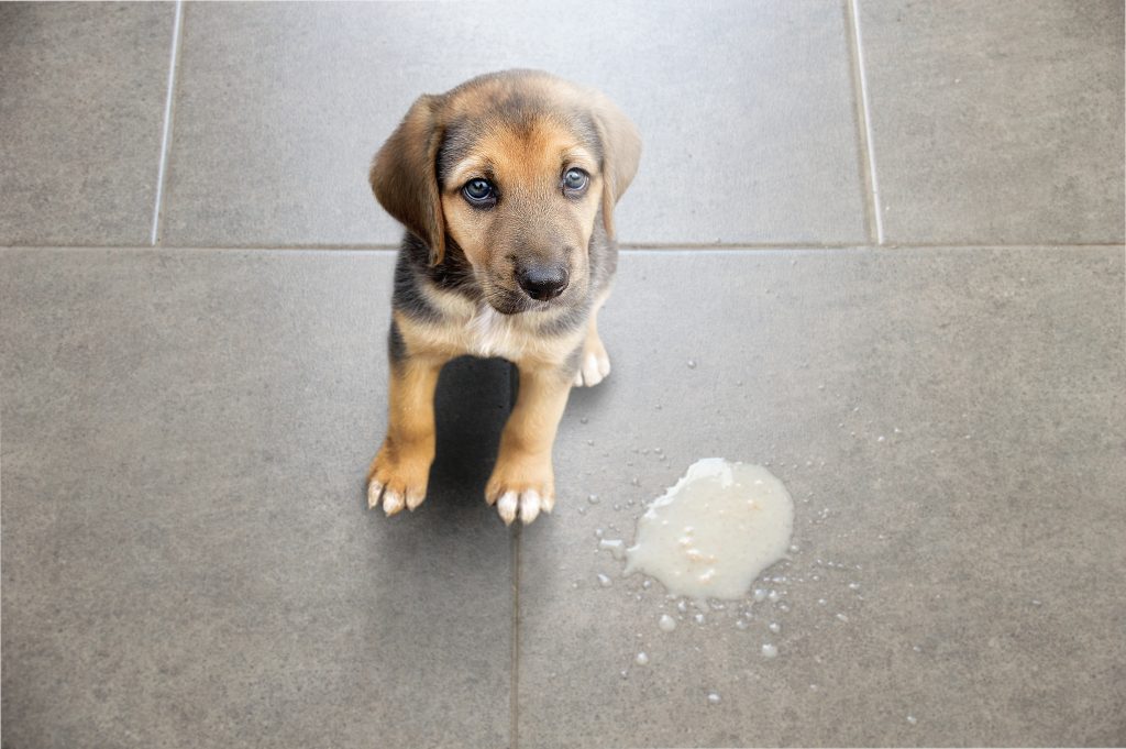 vómito en perros