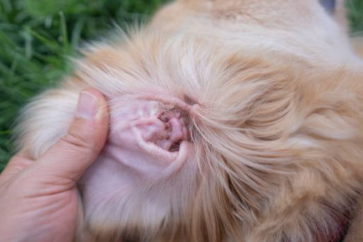 ácaros nas orelhas dos cães
