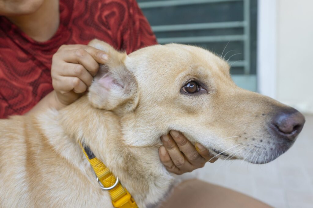 ácaros nas orelhas dos cães