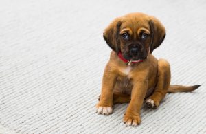 como cuidar a un cachorro