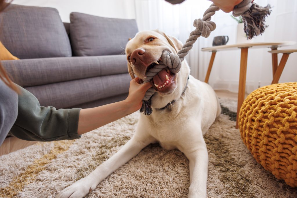 como jugar con tu perro