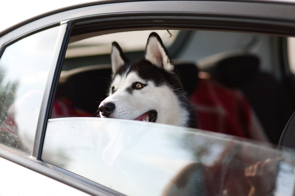 como viajar con perro en coche