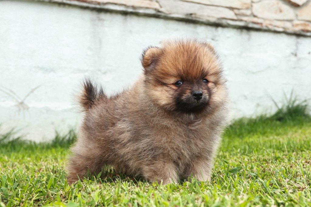 como-cuidar-a-un-cachorro