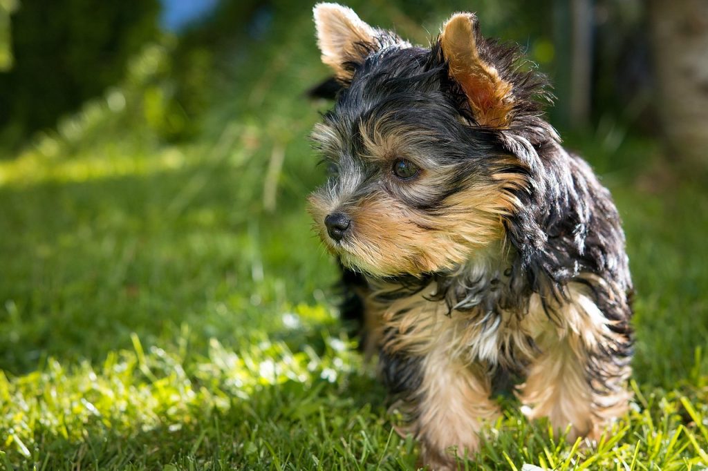 como-cuidar-a-un-cachorro