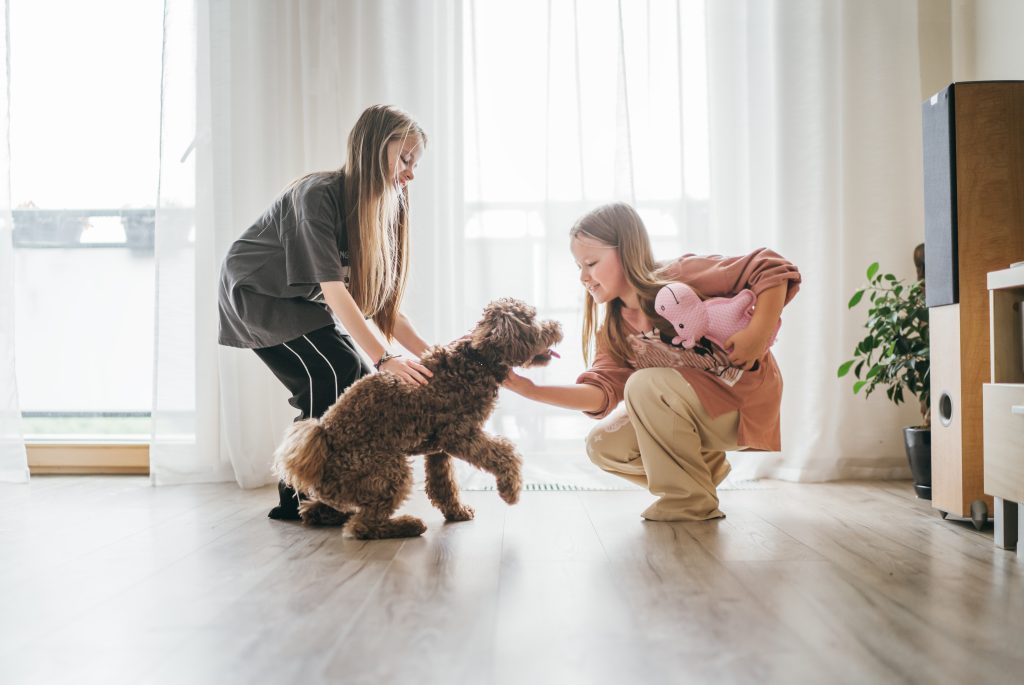 entretener perro en casa
