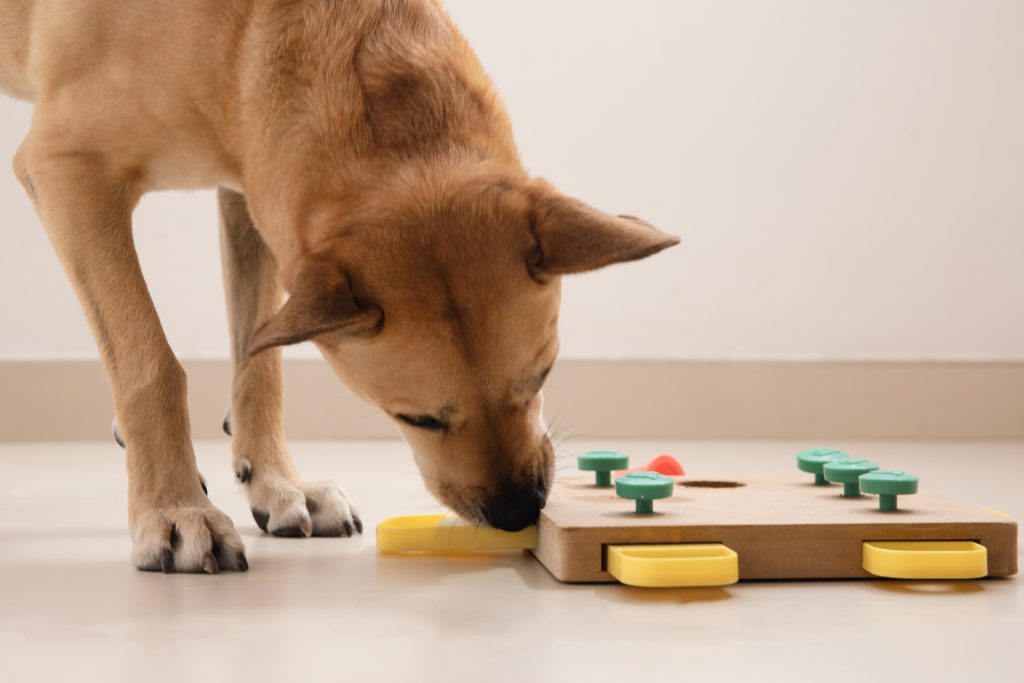 juegos de perros