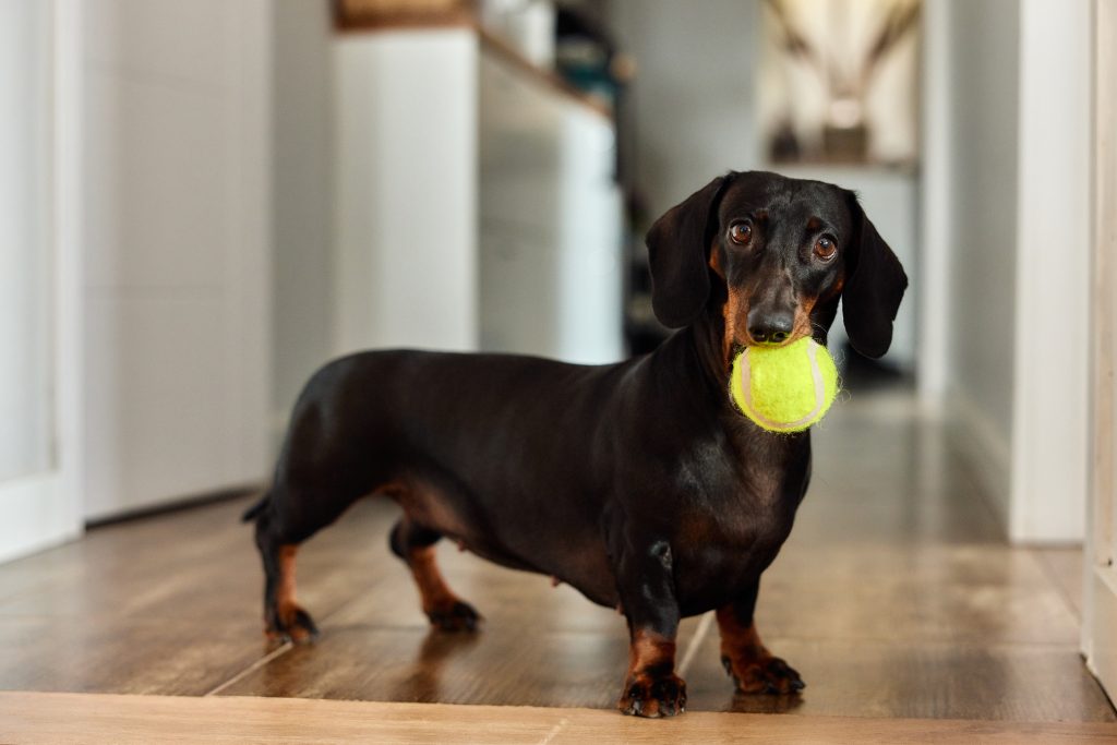 juegos en casa con perros