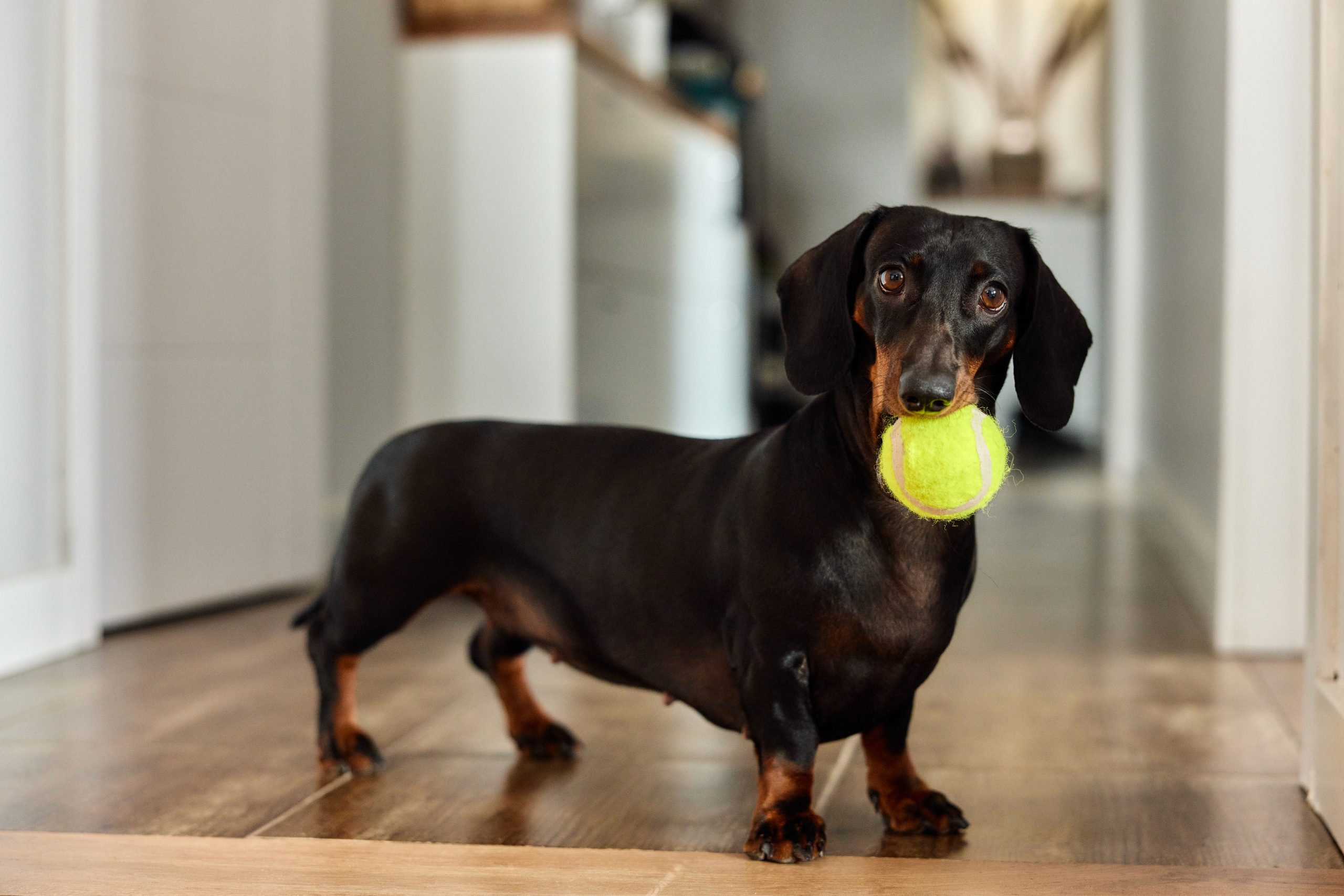juegos en casa con perros