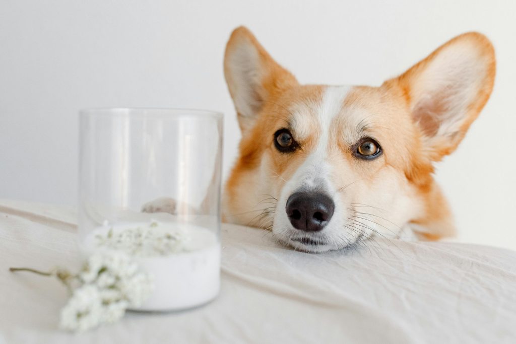 la leche es buena para los perros