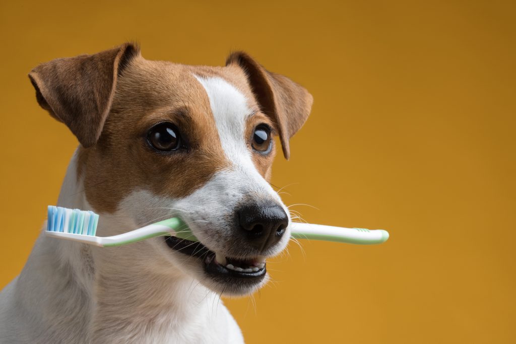 los perros cambian los dientes