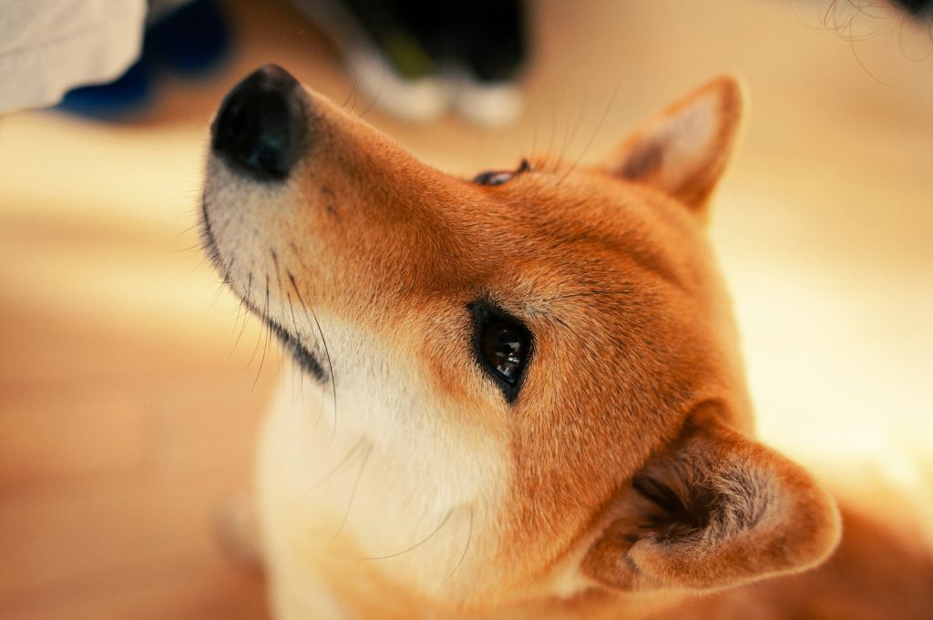 nomes japoneses para cães
