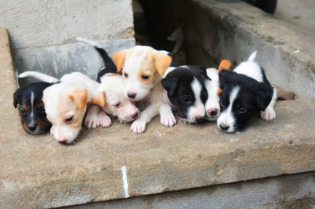o que fazer no parto da cadela
