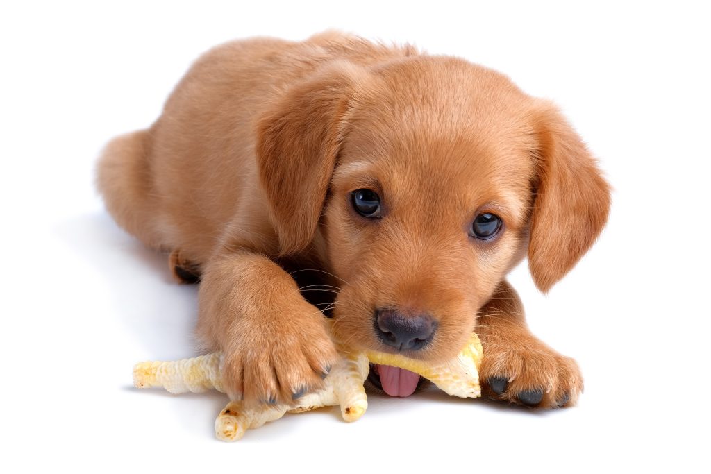patas de pollo para perros