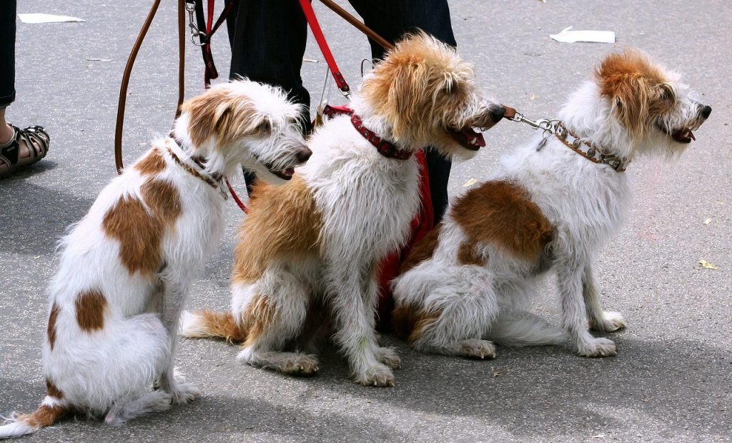 perros pequeños en verano