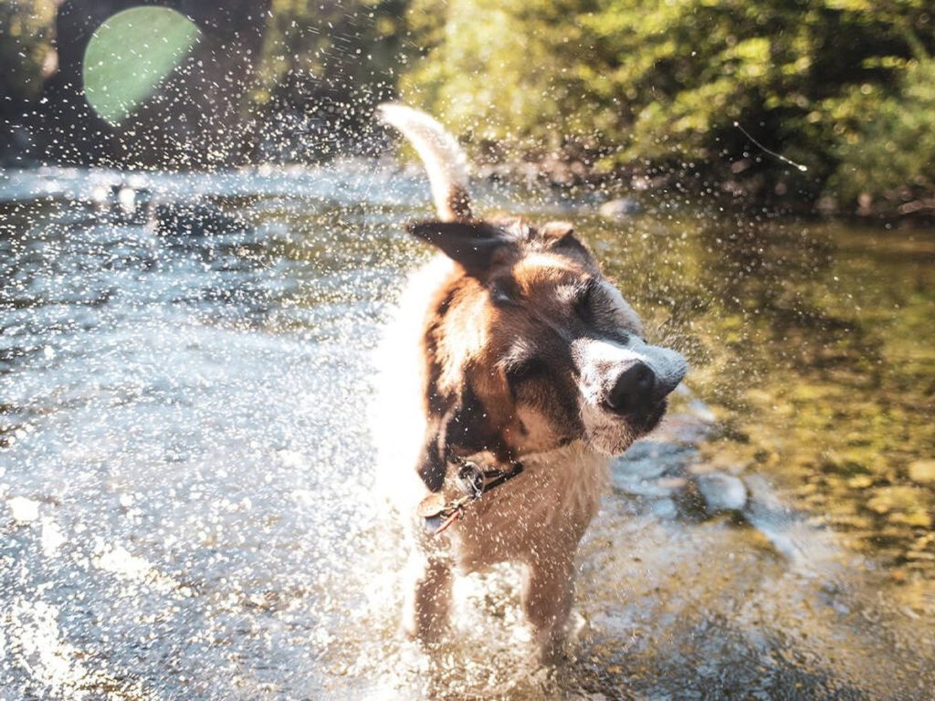 cuidar perro en verano
