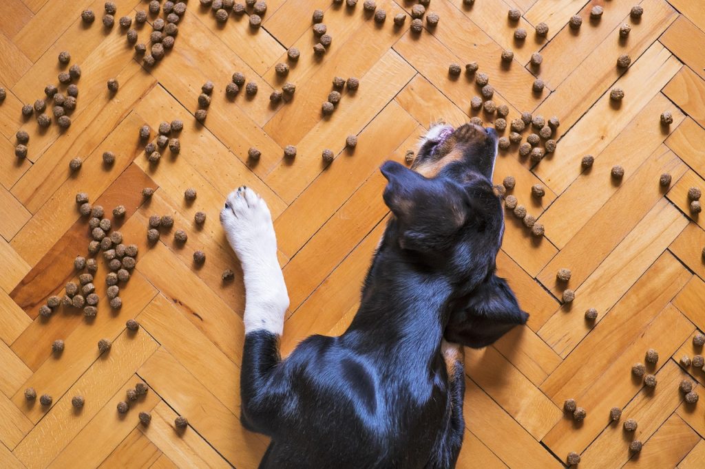 por qué mi perro no come
