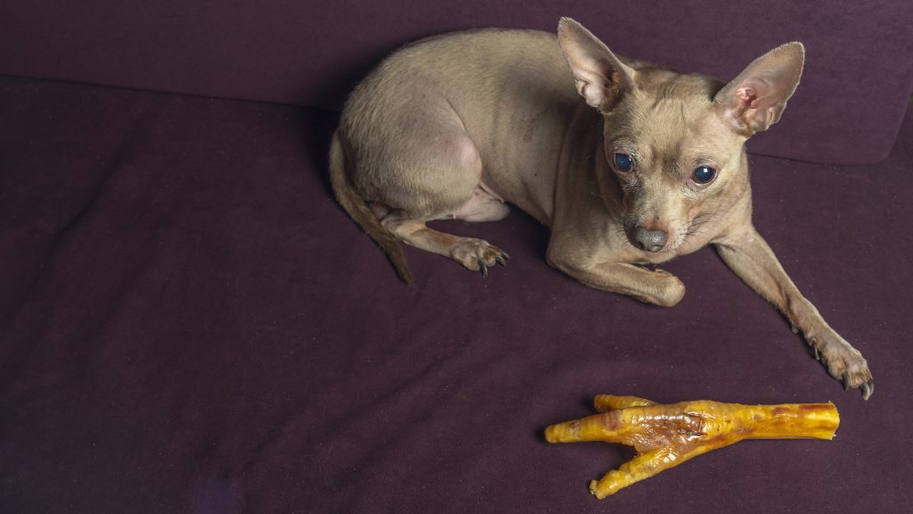 son buenas las patas de pollo para perros